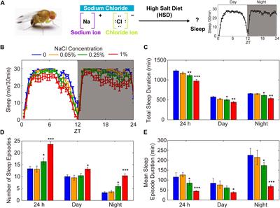 High-Salt Diet Causes Sleep Fragmentation in Young Drosophila Through Circadian Rhythm and Dopaminergic Systems